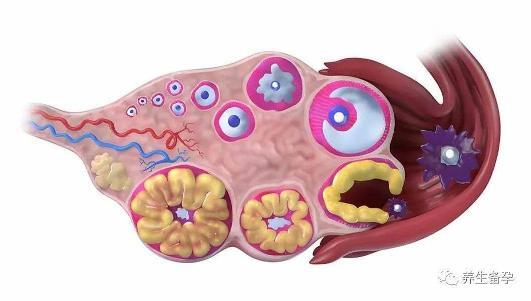备孕遇见卵巢待退休了怎么办?_储备