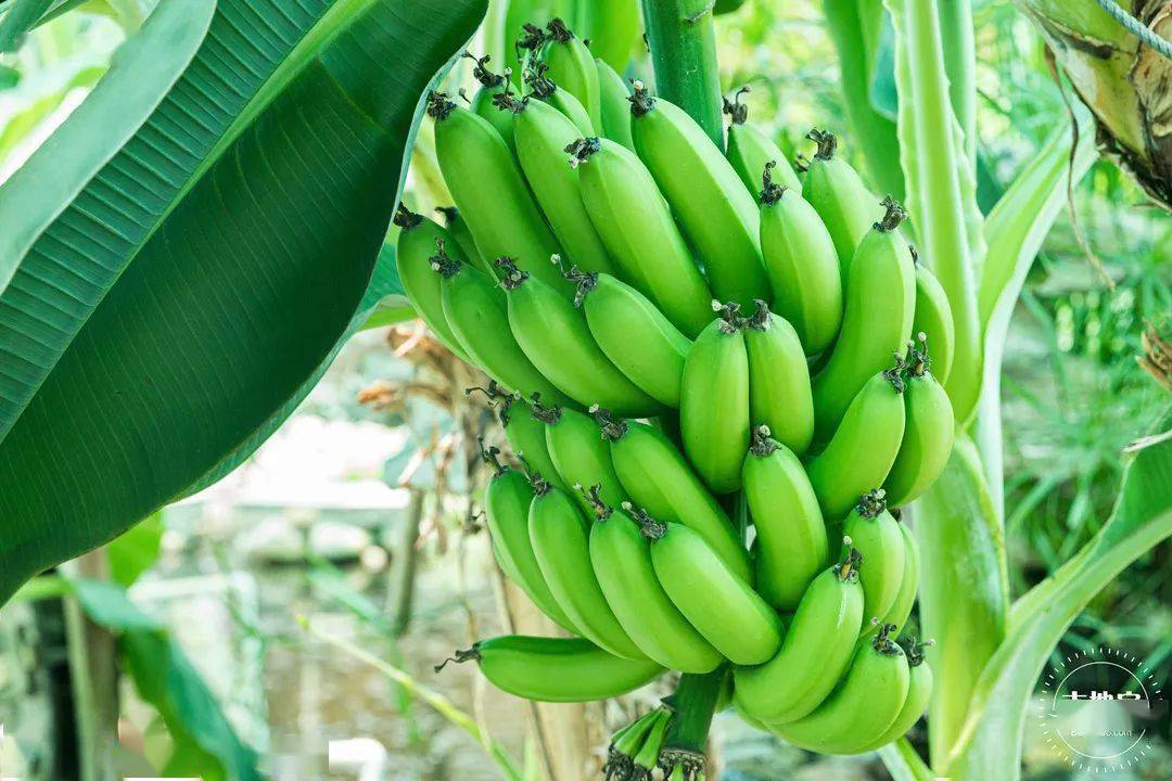 9元!戏水/骑马/摘果…大人小孩玩到嗨!_光明农场