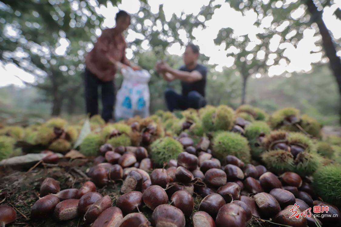 河北省遵化市地处燕山山脉,适合板栗生长,目前该市种植板栗36万亩,是