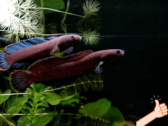 據這位魚友介紹,ta的雷龍魚魚缸有瀑布有上濾,上濾