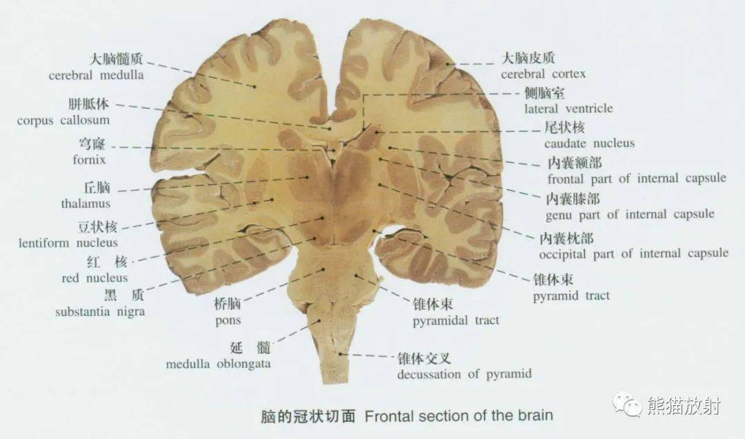 系統解剖標本圖譜丨脊髓,腦