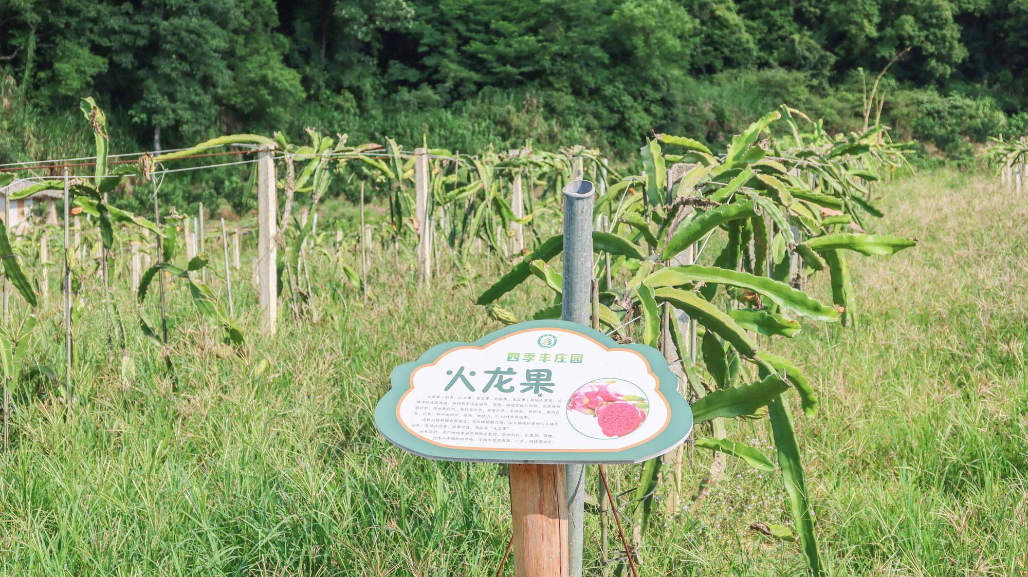 阳光玫瑰葡萄冬剪