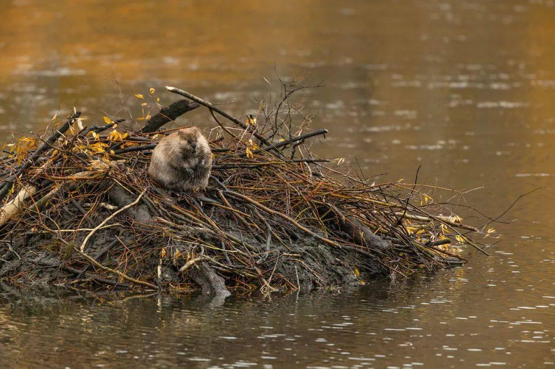 中国最难得一见的萌物们都在哪?