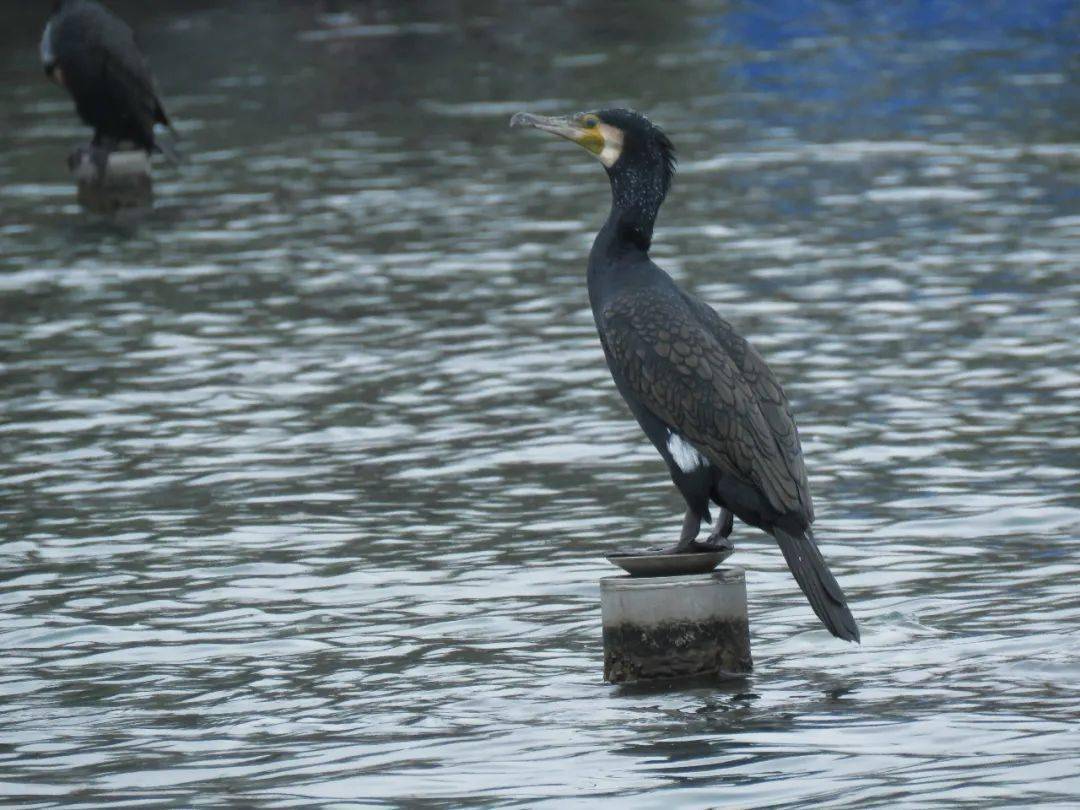灵动西湖·水鸟专辑 ⑦ | 西湖第一只冬候鸟——普通鸬鹚_杭州