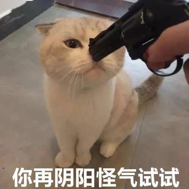 怪猫表情包图片