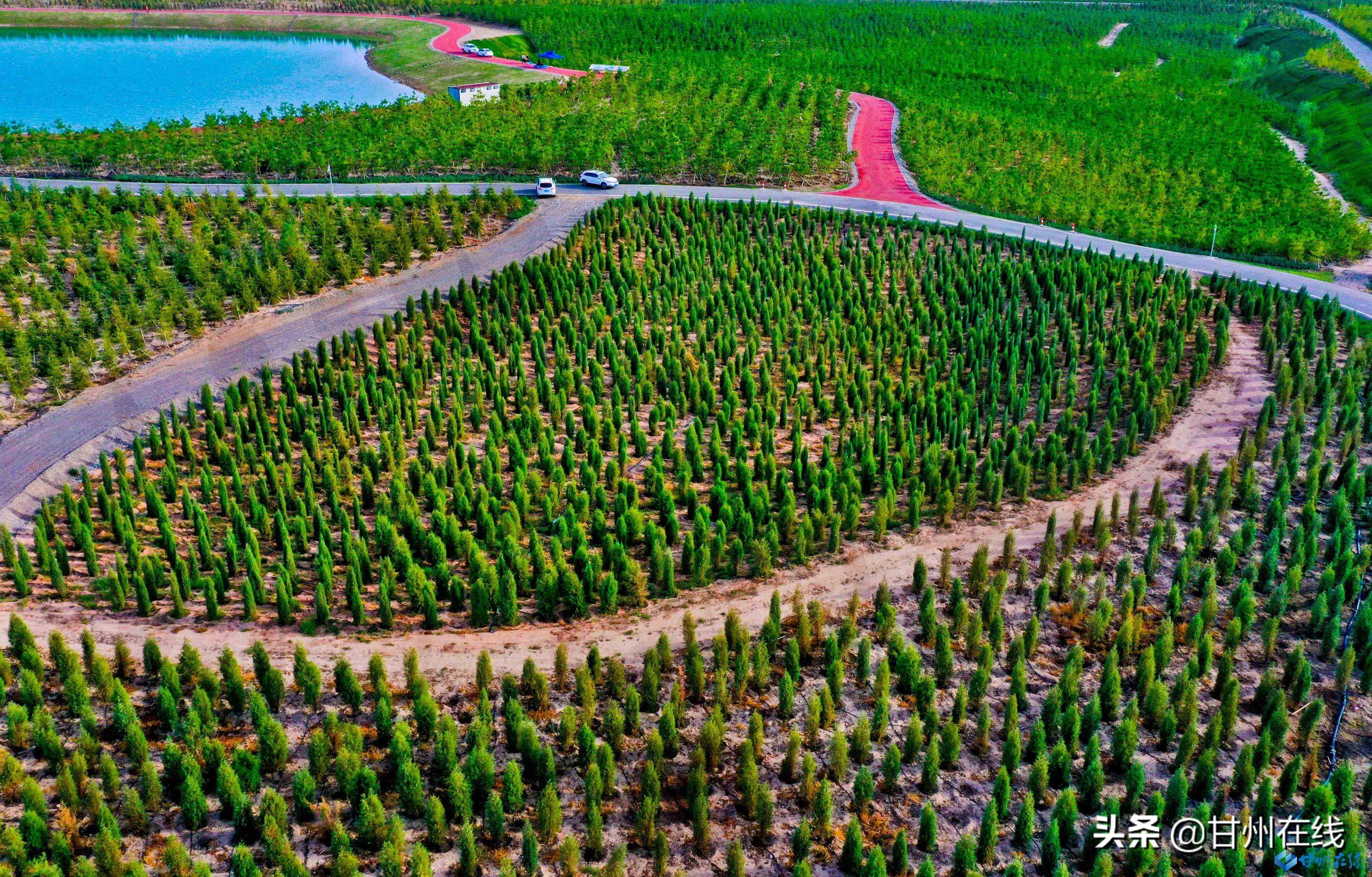 福建碳汇林图片