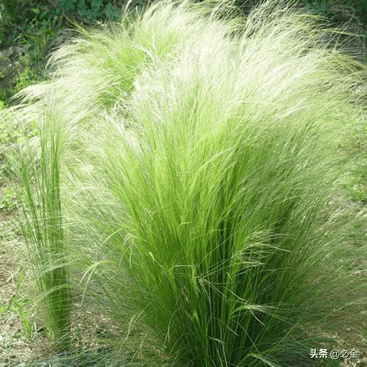 8种可以hold得住北方低温的观赏草