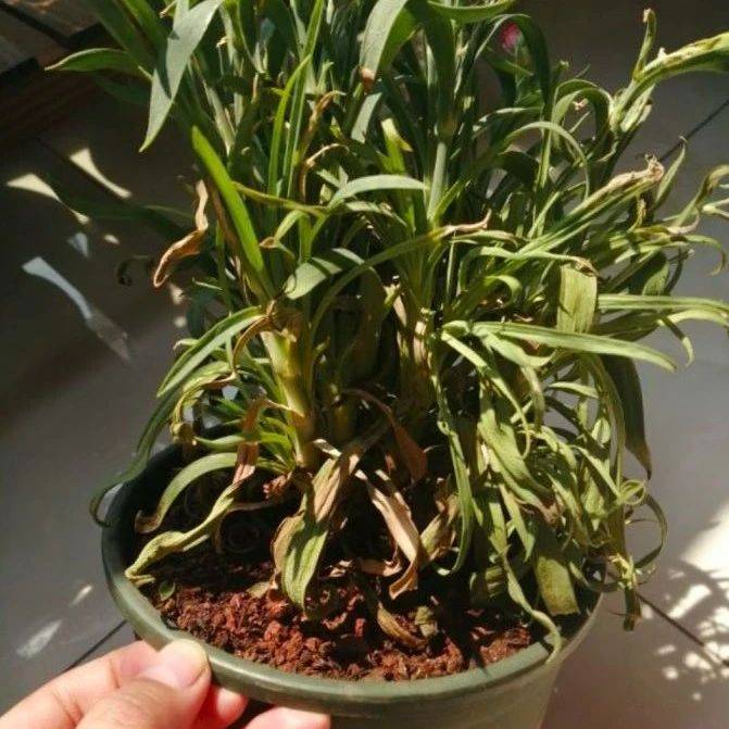 花蔫了别就知道浇水，这几点不知道，花怎么死的都不知道！_花卉
