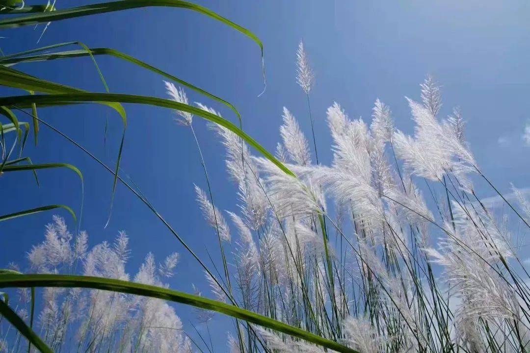 秋天才不止红枫桂花,北川新县城的芦苇荡里也藏着独家秋景!
