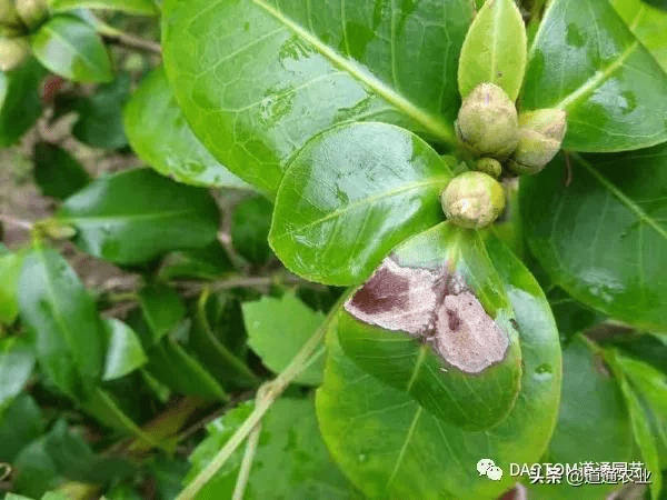 茶花易得炭疽病,这样防治,花红叶绿长势喜人