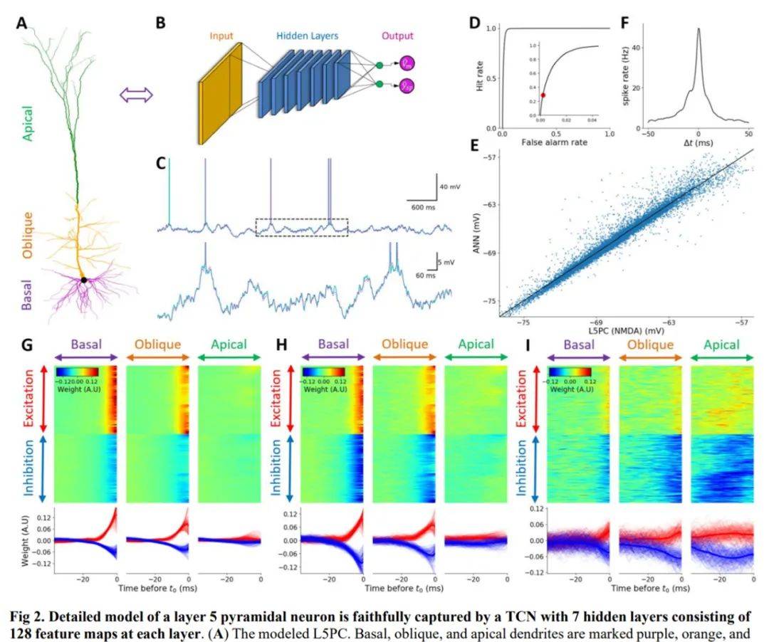 生物|一个神经元顶5到8层神经网络，深度学习的计算复杂度被生物碾压了
