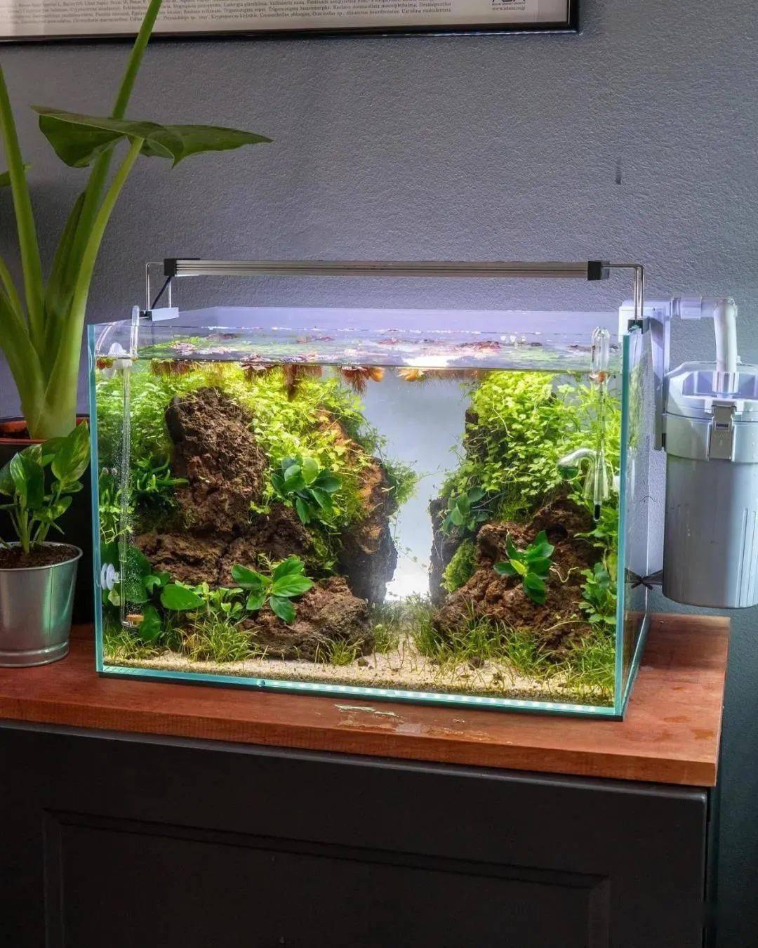 梦幻草缸屋这个谁能不爱我梦想中的草缸工作室