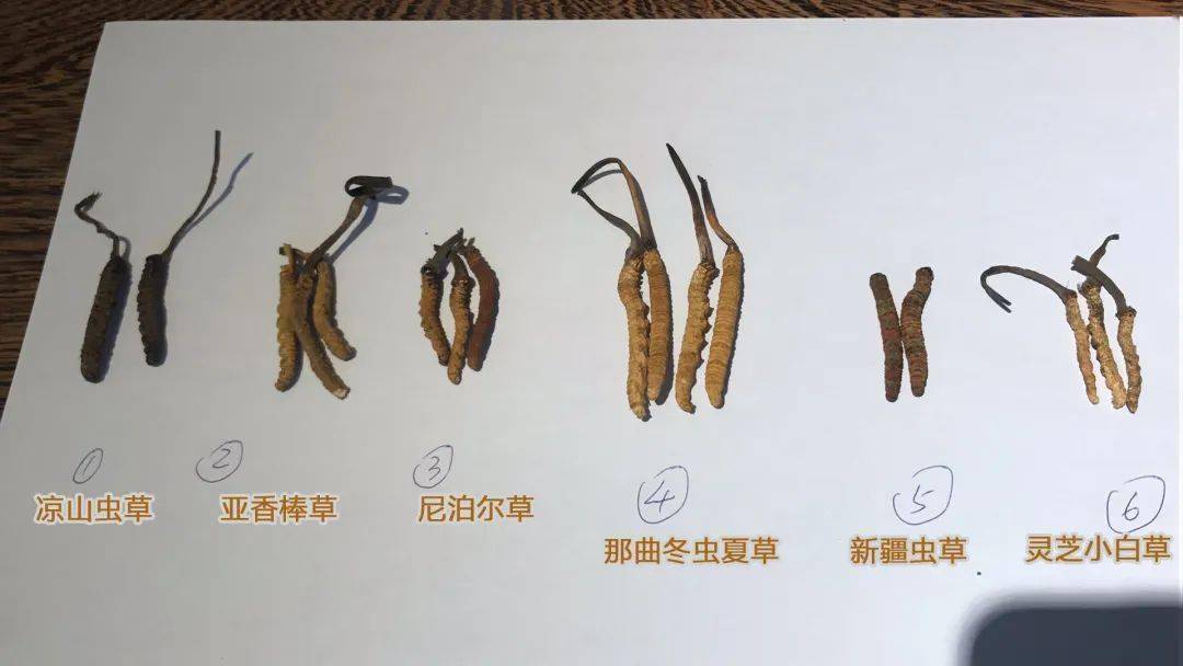 市场乱象之下,要想买到好的虫草,直接从源头藏民手中购买,无疑是最好