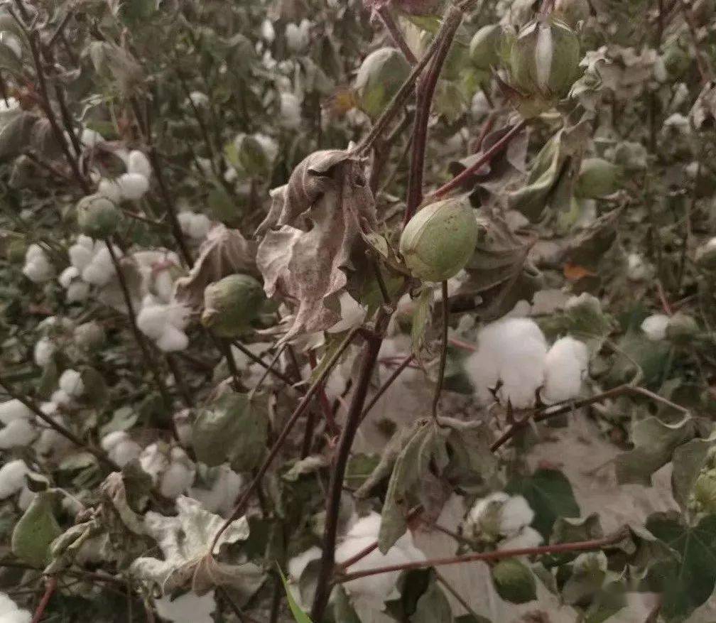 如何实现棉花叶片快速脱落