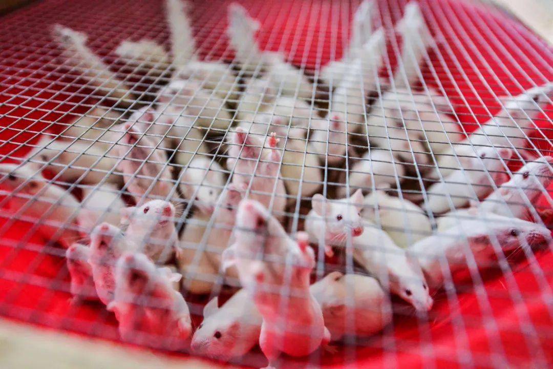 桂林小白鼠养殖图片