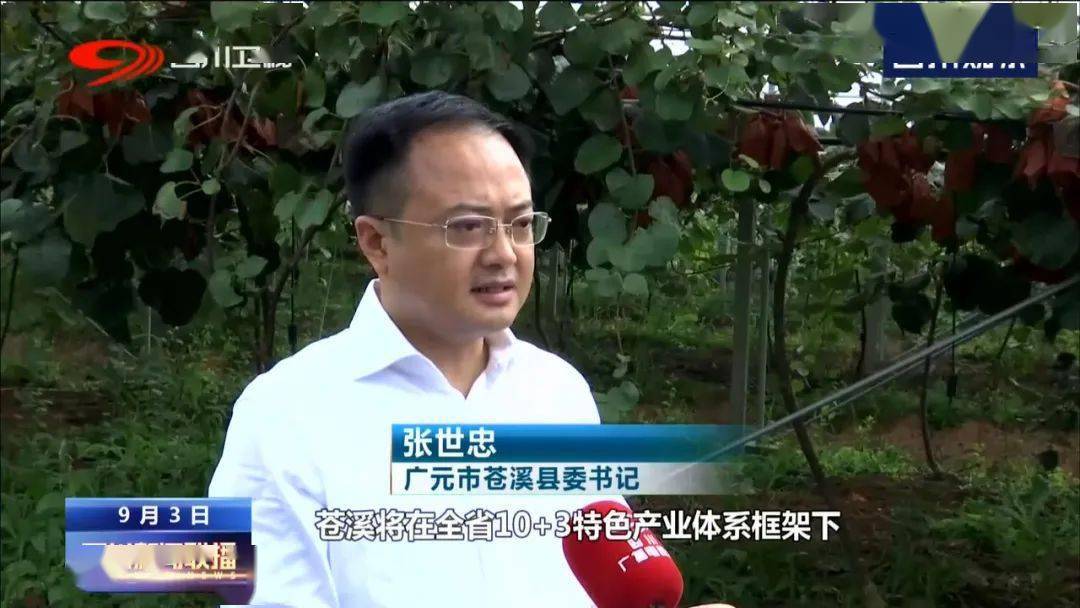 广元市苍溪县委书记 张世忠:苍溪将在全省10 3特色产业体系框架下
