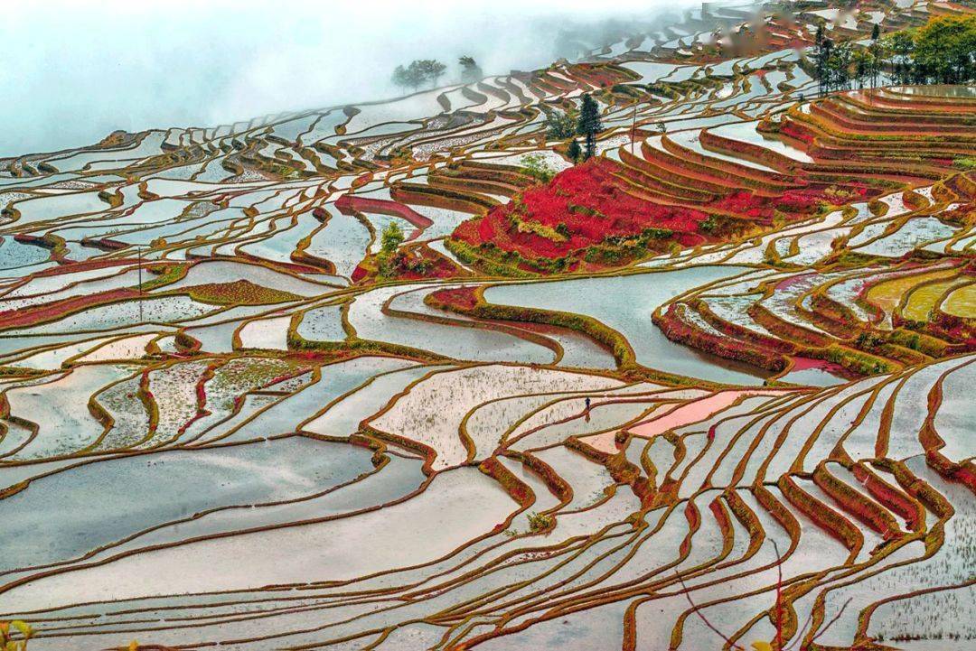 美在连片的 美得不可方物的 上万亩元阳梯田.