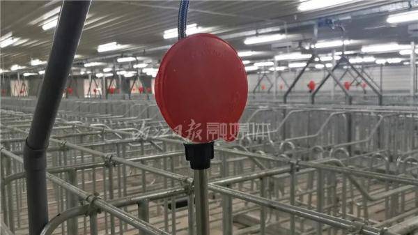 月子|稀奇！内江这个养猪场，设有“卧室、产房、月子中心”——