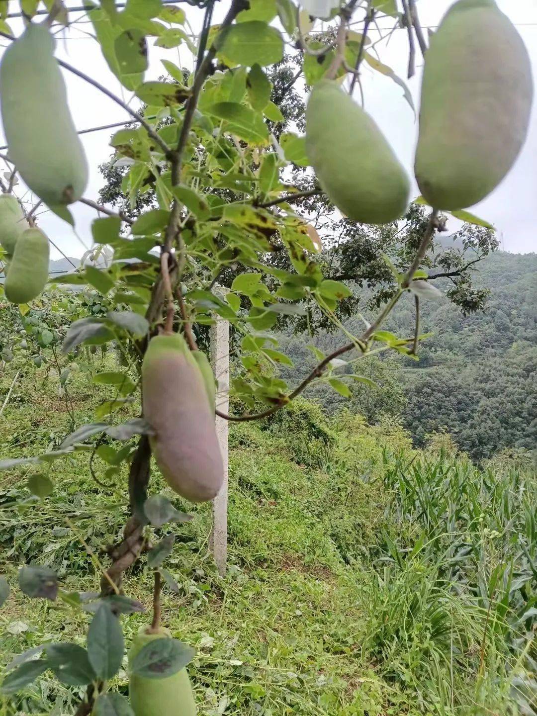 太极城外八月炸绽放美味传天下