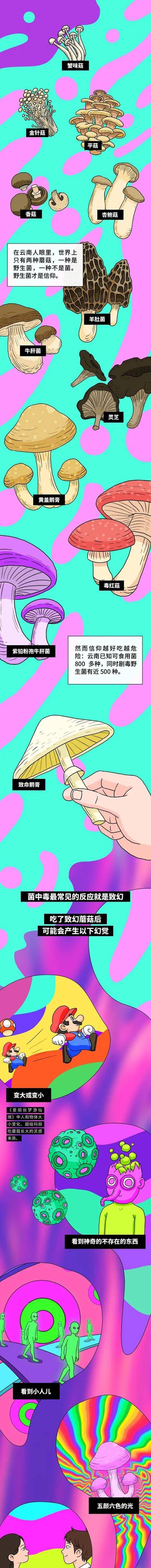 Schmidt|吃蘑菇中毒后，会看见什么？