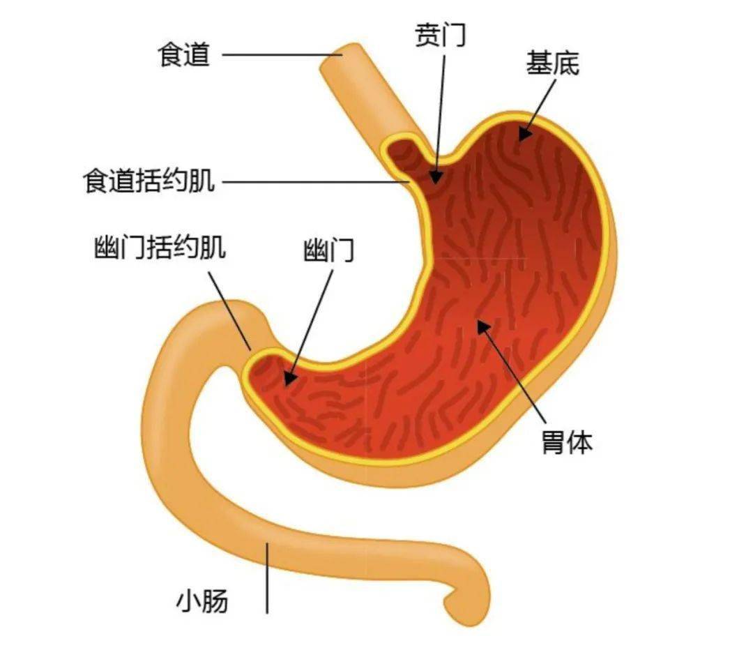 胃肠结构图解图片
