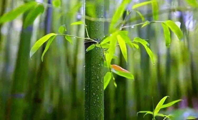 煙雨竹泉村 | 天青色等煙雨 而我在等你_竹林