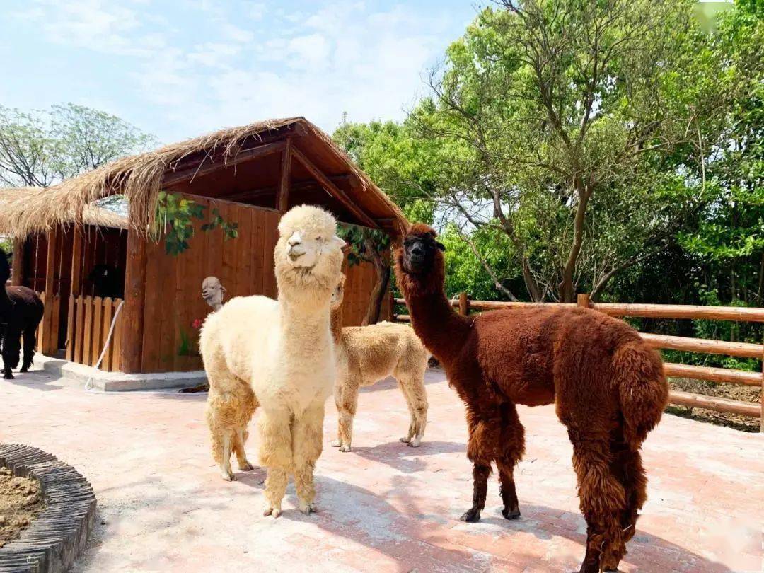 点赞度假区,ta竟然用了30分钟!