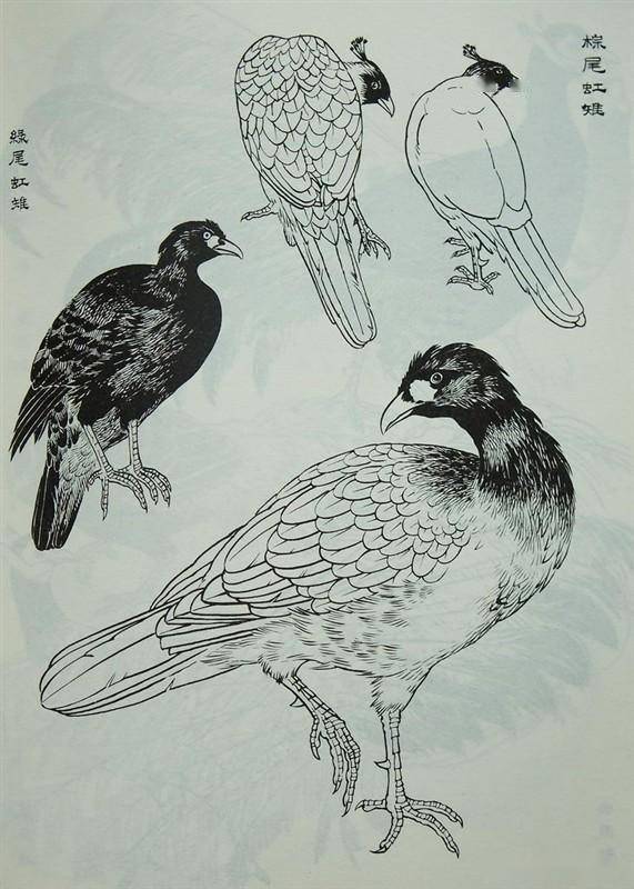 鸟类画谱欣赏