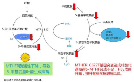 在转化过程中,有个极其重要的酶 亚甲基四氢叶酸还原酶(mthfr酶)