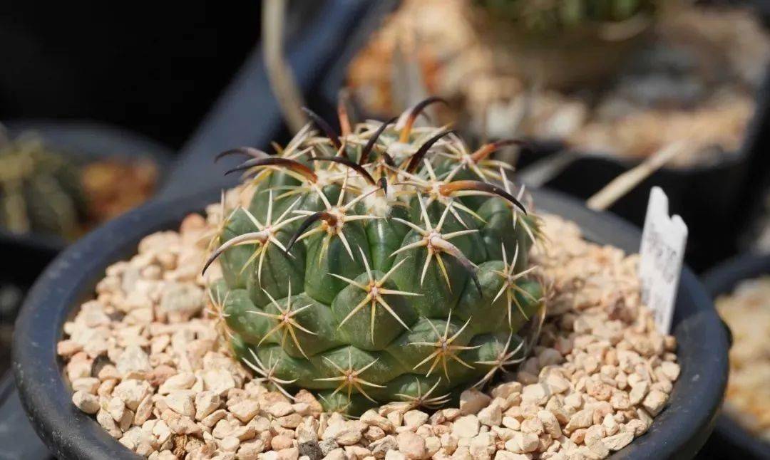 物种日历顶花球之王coryphanthatripugionacantha钢钉