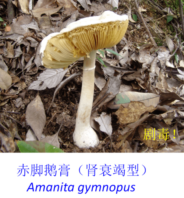50b02d213ffe4c89a418b775fd83db7a.png