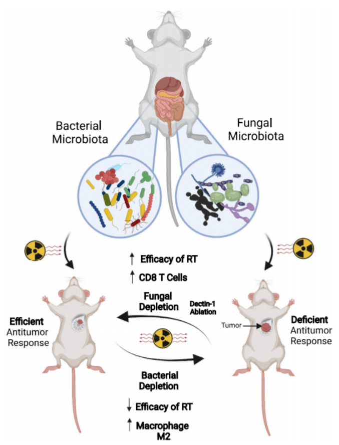 真菌影响肿瘤放疗效果sciimmunol深入解读肿瘤引流淋巴结673分钟