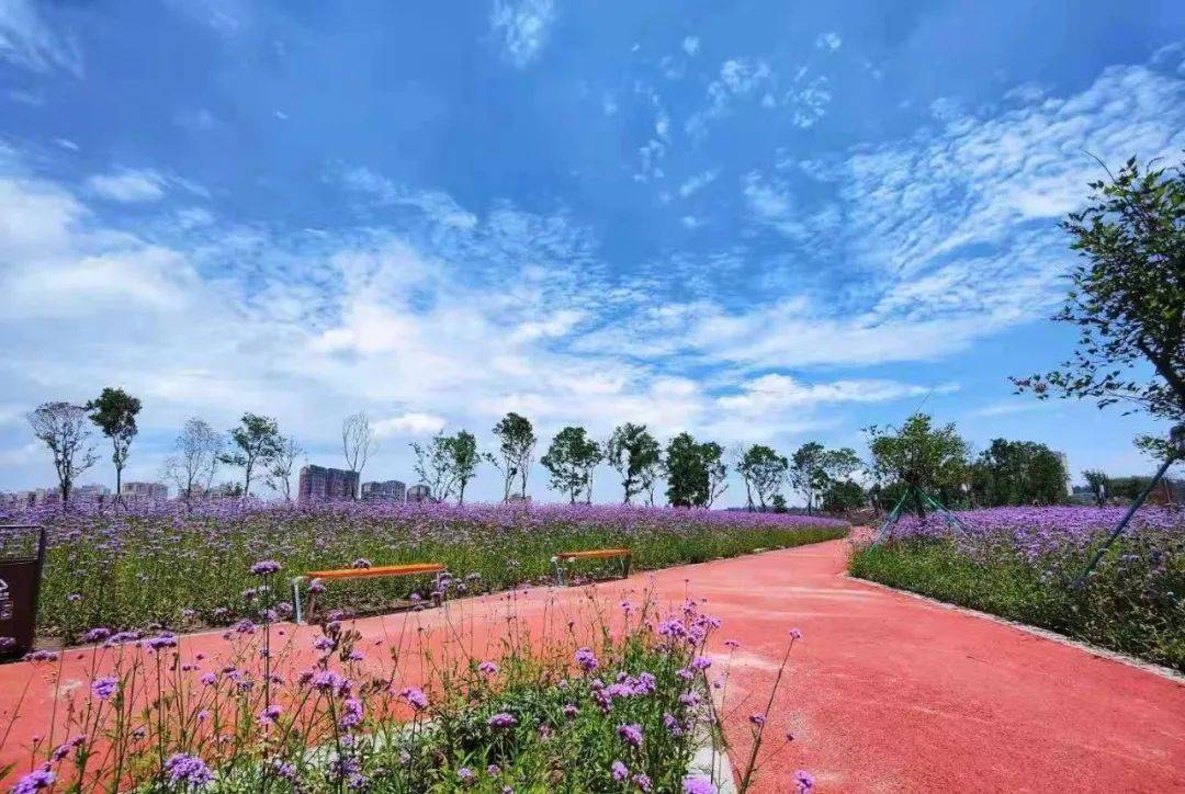 洪雅家门口的湿地公园龙吟滩湿地公园养眼