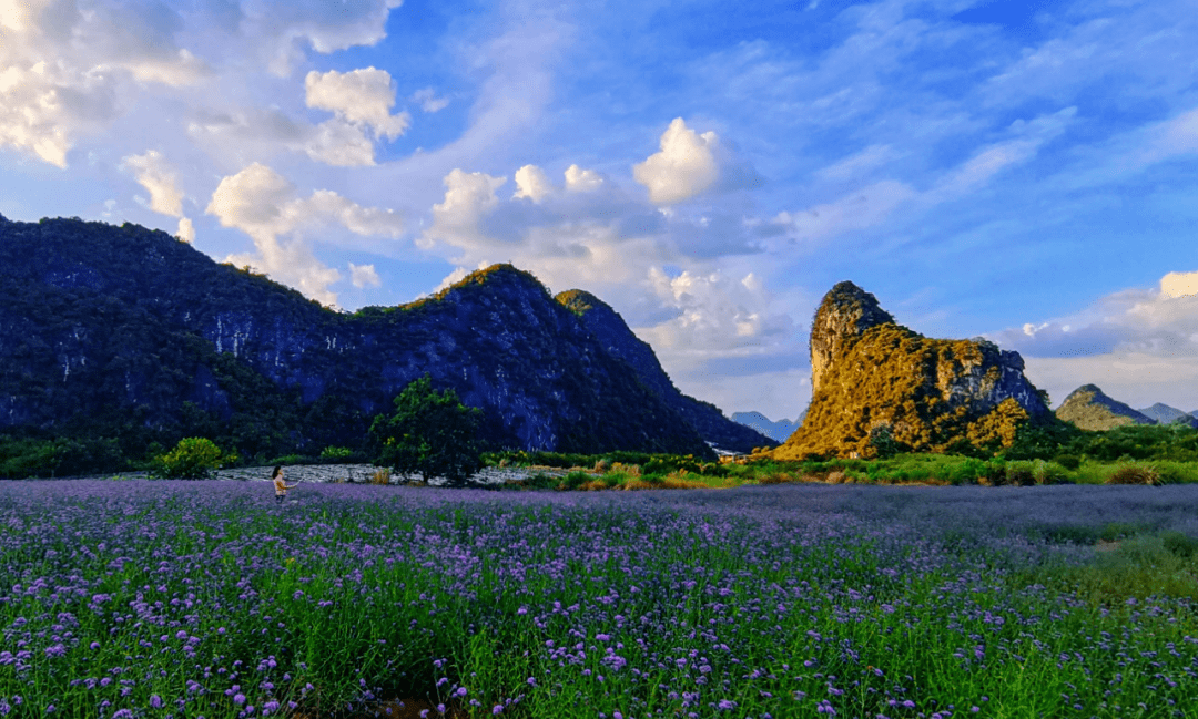 好惊艳!桂林这片花海让人看了想恋爱
