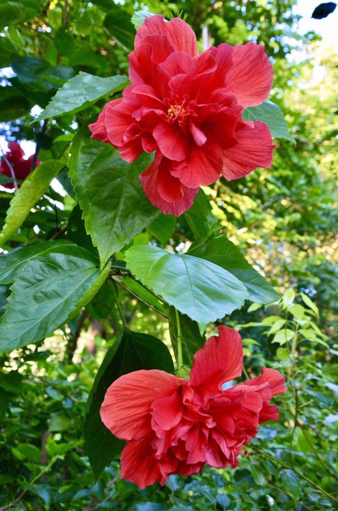 深圳九月花历秋日的风偷恋花的香气九月的花又住进谁的心里