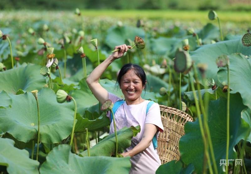 重庆彭水:莲子丰收村民乐 钱景美景正当时