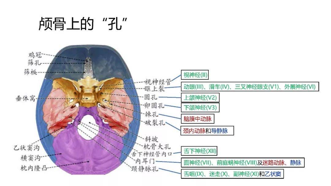 腦幹的解剖和綜合症