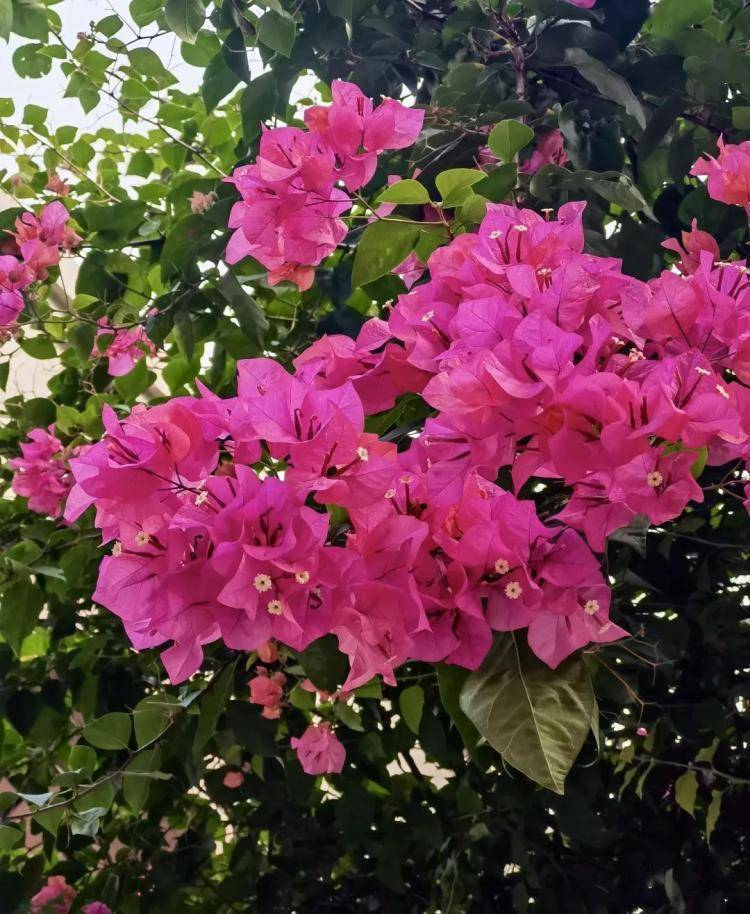 深圳9月花历这十种花正在深圳各大公园悄然绽放