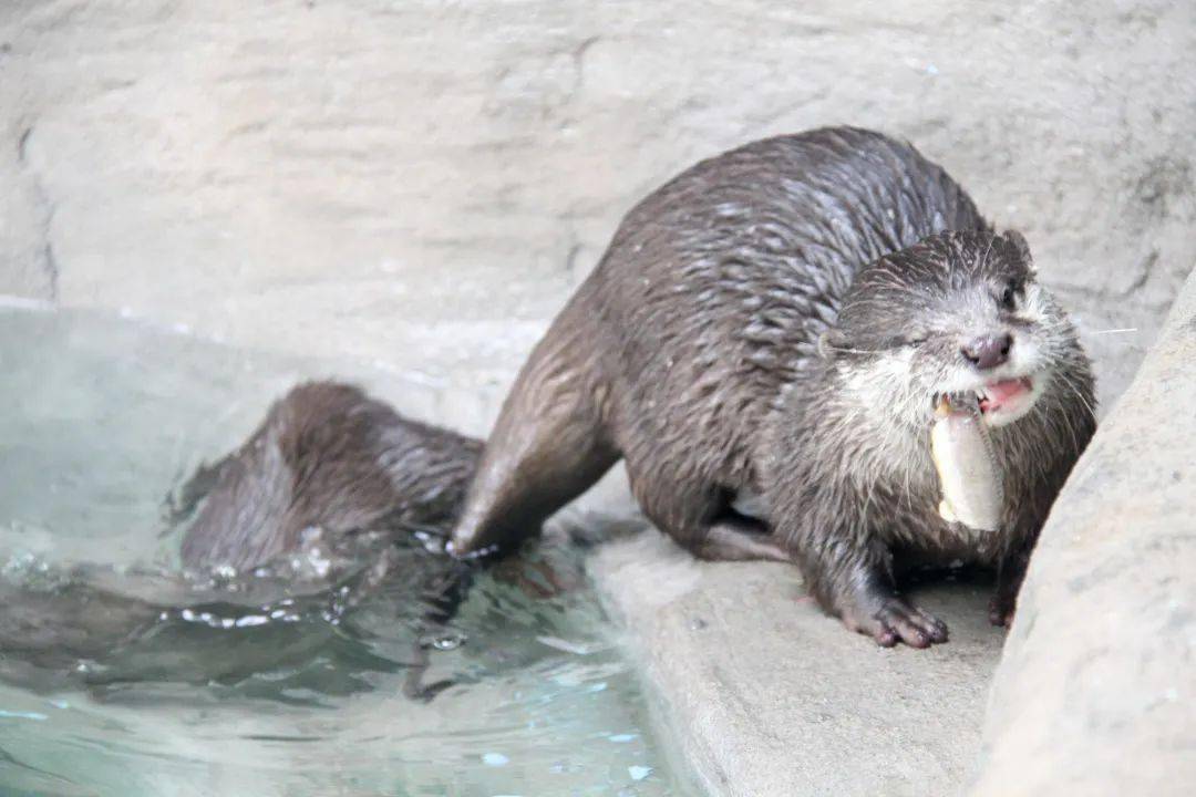 水獭小宝贝图片