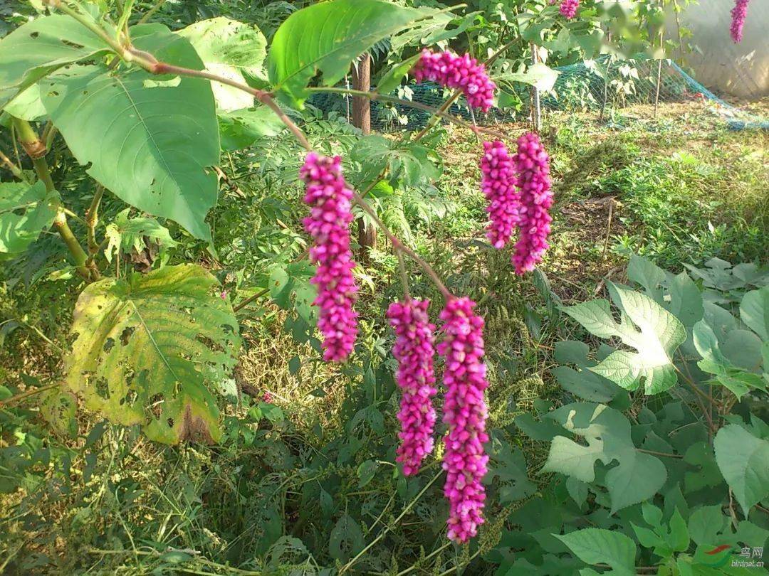 蓼花唐代有个诗人,叫罗邺,余杭人,他写过两句诗:暮天新雁起汀洲,红蓼