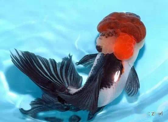 中国金鱼大全!绝对没见过的漂亮养眼