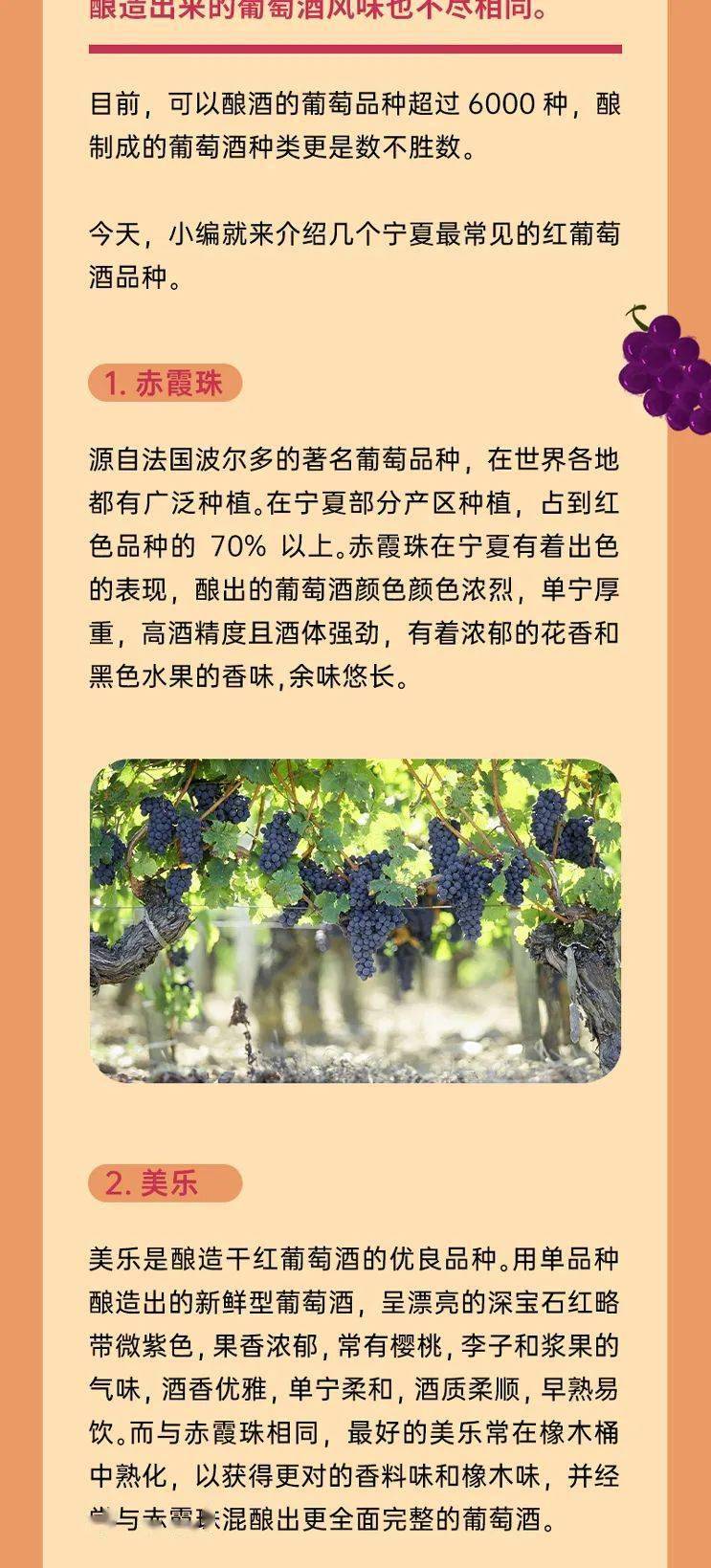创意作品|科普 || 宁夏最常见的红葡萄酒品种有哪些?