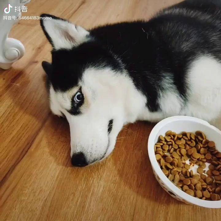 哈士奇宠物吃播你们家狗吃饭也这样么