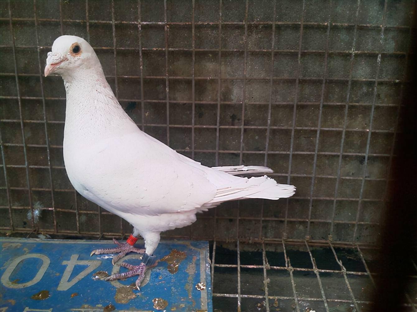 为什么养白色鸽子的人比较少