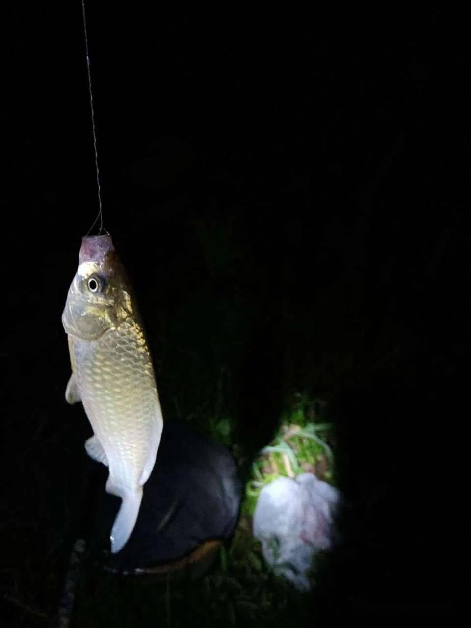 晚飯後夜釣,野生鯽鯉兼收_鯉魚