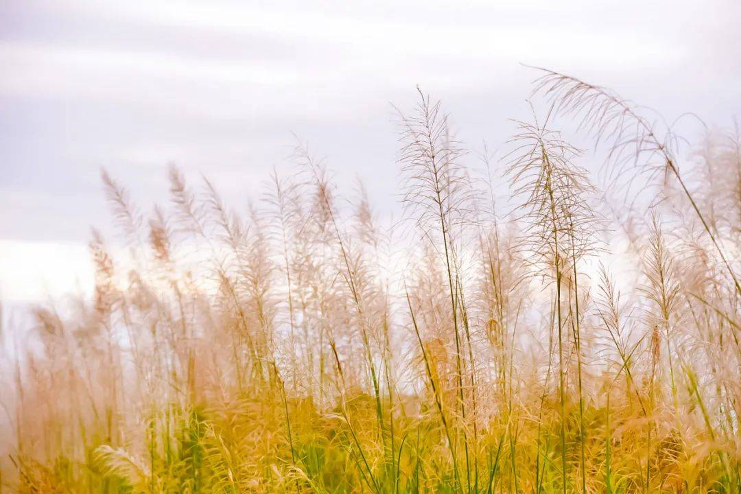 看一场"雪"!青衣江畔的芦苇荡,藏着洪雅最美的秋天