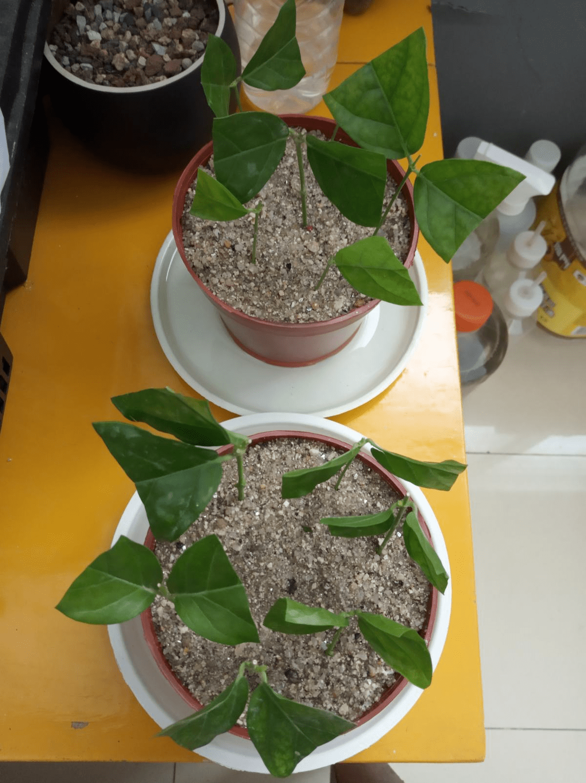 哪里能快速买到苜蓿草 6520fa998aad4c17ac05e91c3f0fa251.png