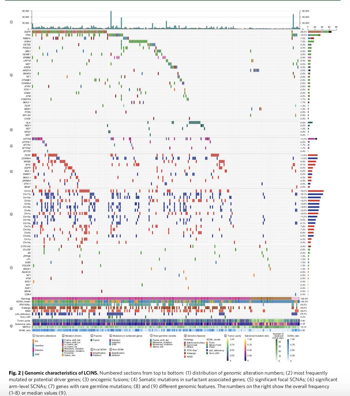 and|不吸烟为何患肺癌？3种突变分型首次被描绘，助力精准治疗