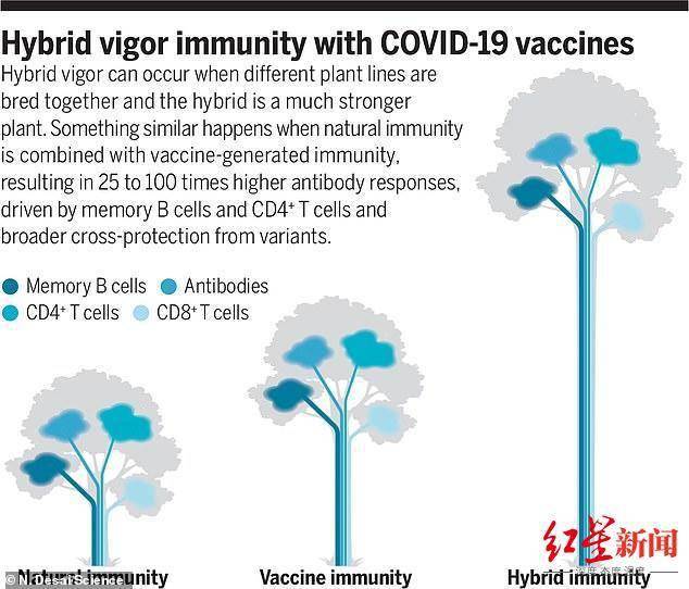 病毒|战胜新冠的方法找到了？新研究：部分人群已获得“超人般的”混合免疫力抵抗各种变种
