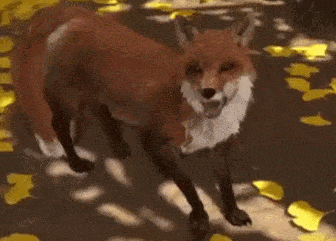 《对马岛之魂》导演剪辑版的狐狸变得更可爱了 